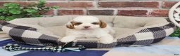 Cavapoo dogs for sale: Biscuit - Ad 2