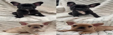 French Bulldog 2