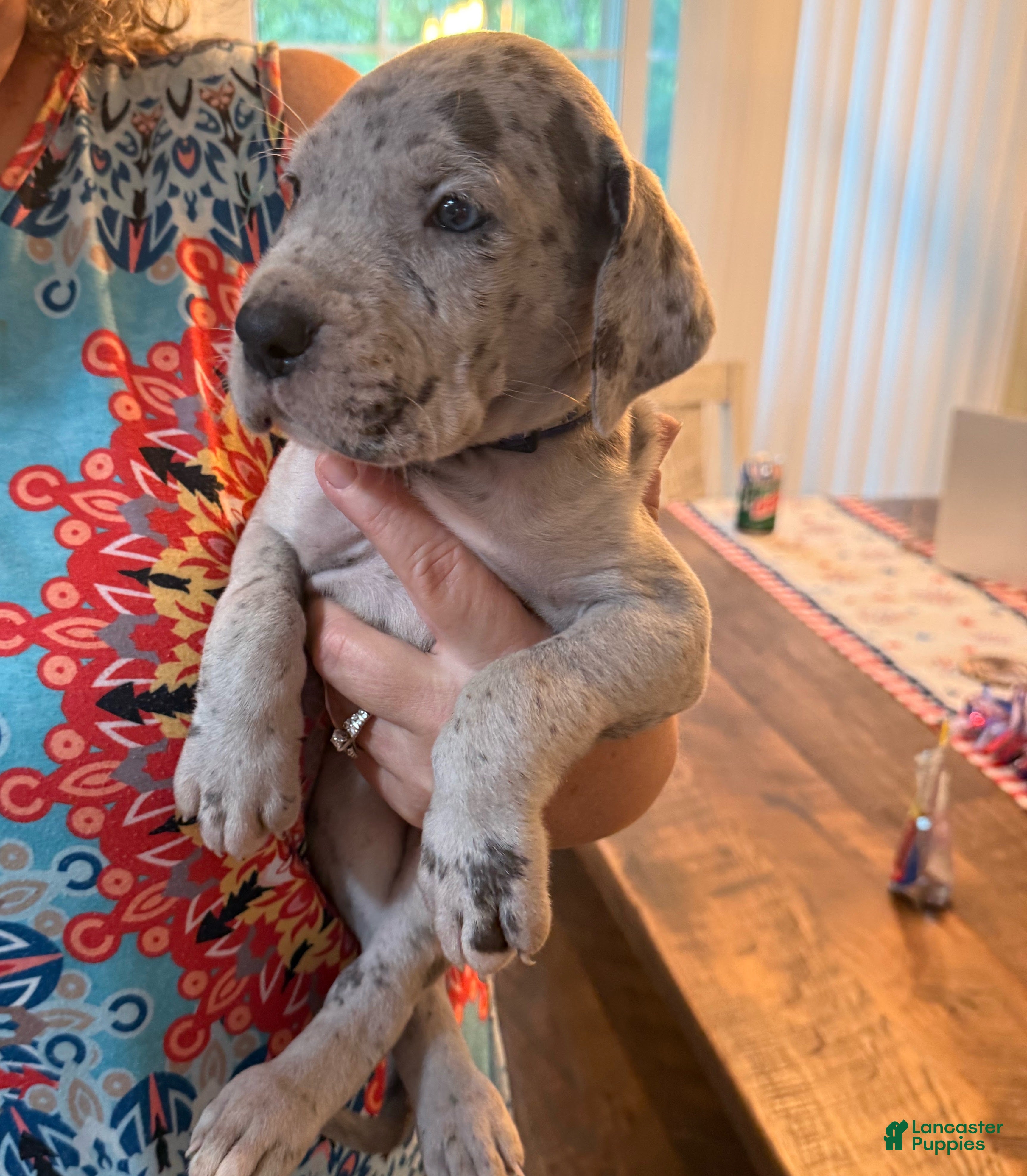Great Dane dogs David Lee - Ad 1
