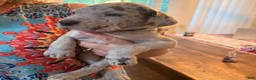 Great Dane dogs for sale: David Lee - Ad 1