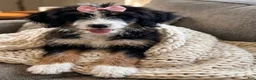 Mini Bernedoodle dogs for sale: Mini Bernedoodle 1 - Ad 7