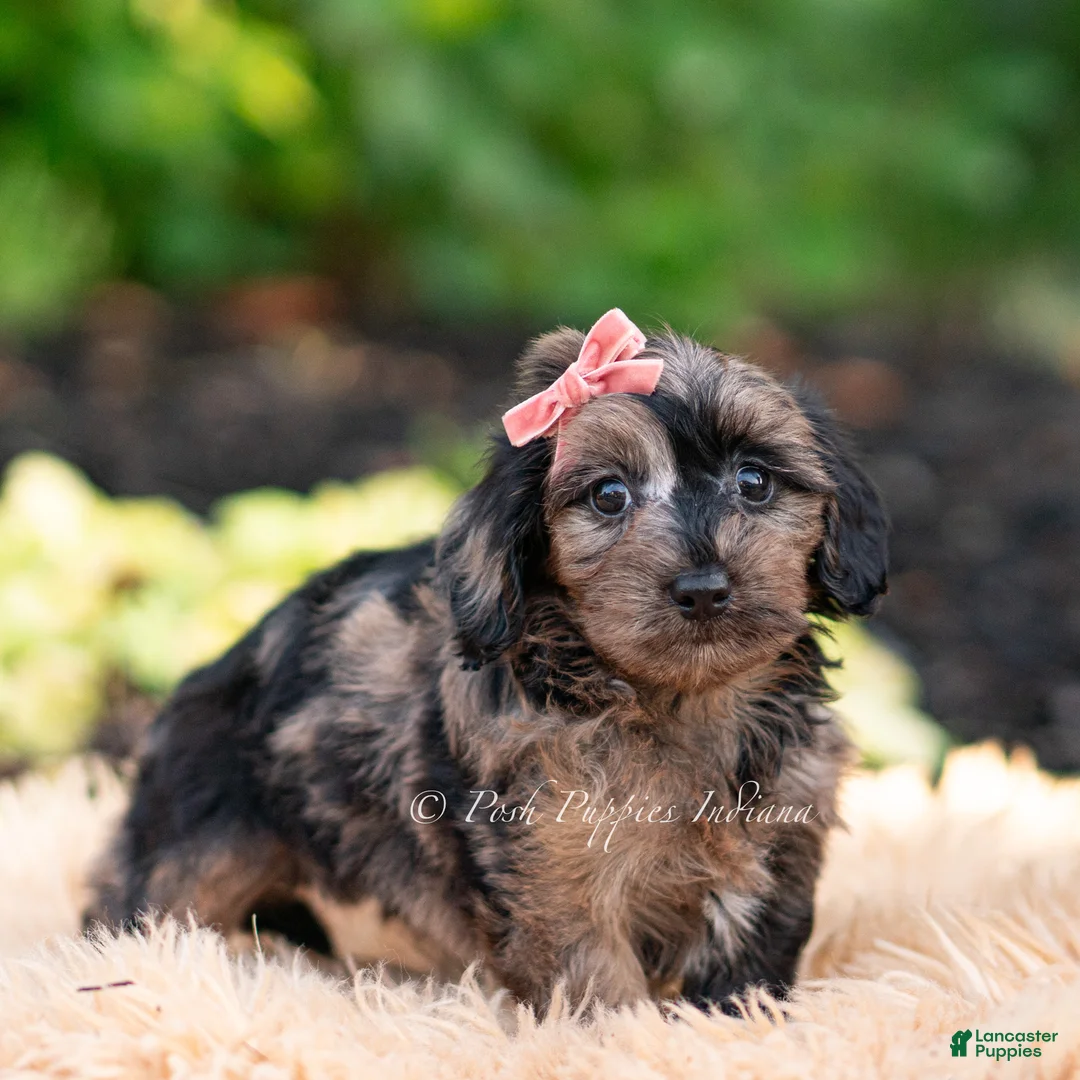 Yorkiepoo dogs for sale: Esmeralda - Ad 7