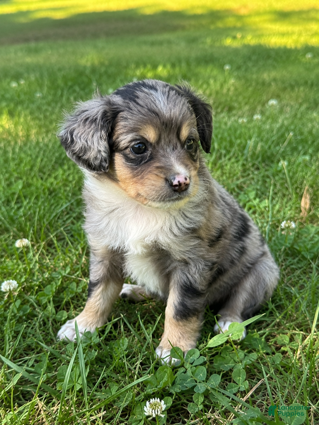 Mini Bernedoodle dogs for sale: Rue - Ad 2