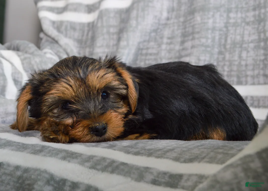 Yorkshire Terrier dogs for sale: Jeff - Ad 3