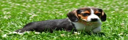 Beagle dogs for sale: Viola - Ad 5