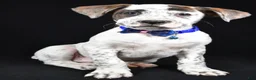 Boxer dogs for sale: Rascal Boxer mix - Ad 6