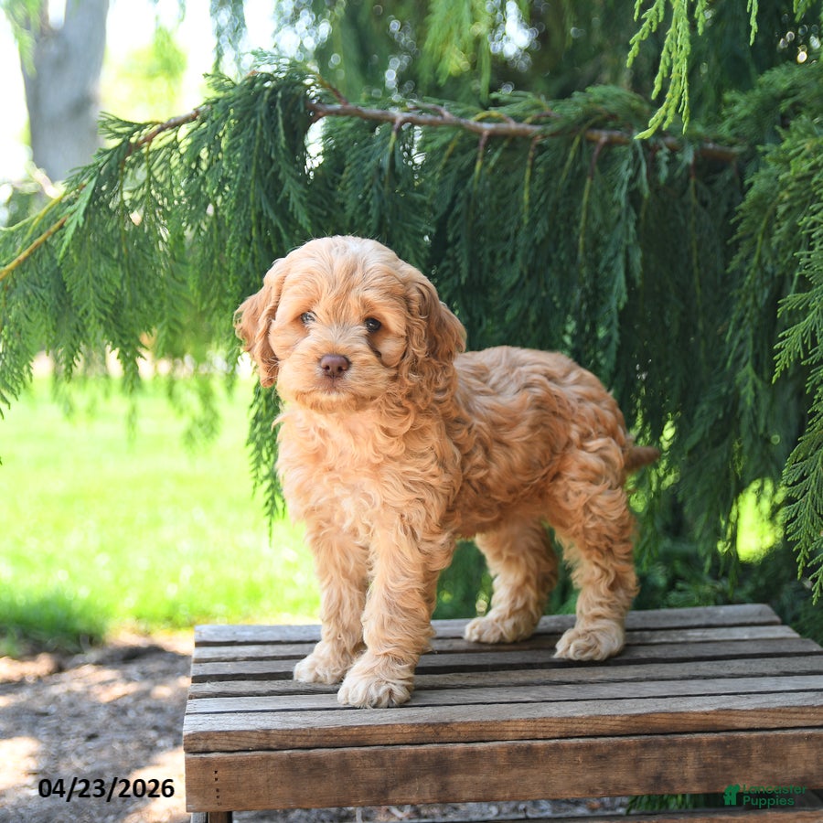 Cockapoo dogs Tulip - Ad 2