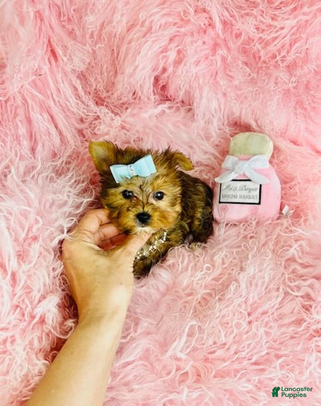 Yorkshire Terrier dogs for sale: Yorkshire Terrier Puppy 1 - Ad 2