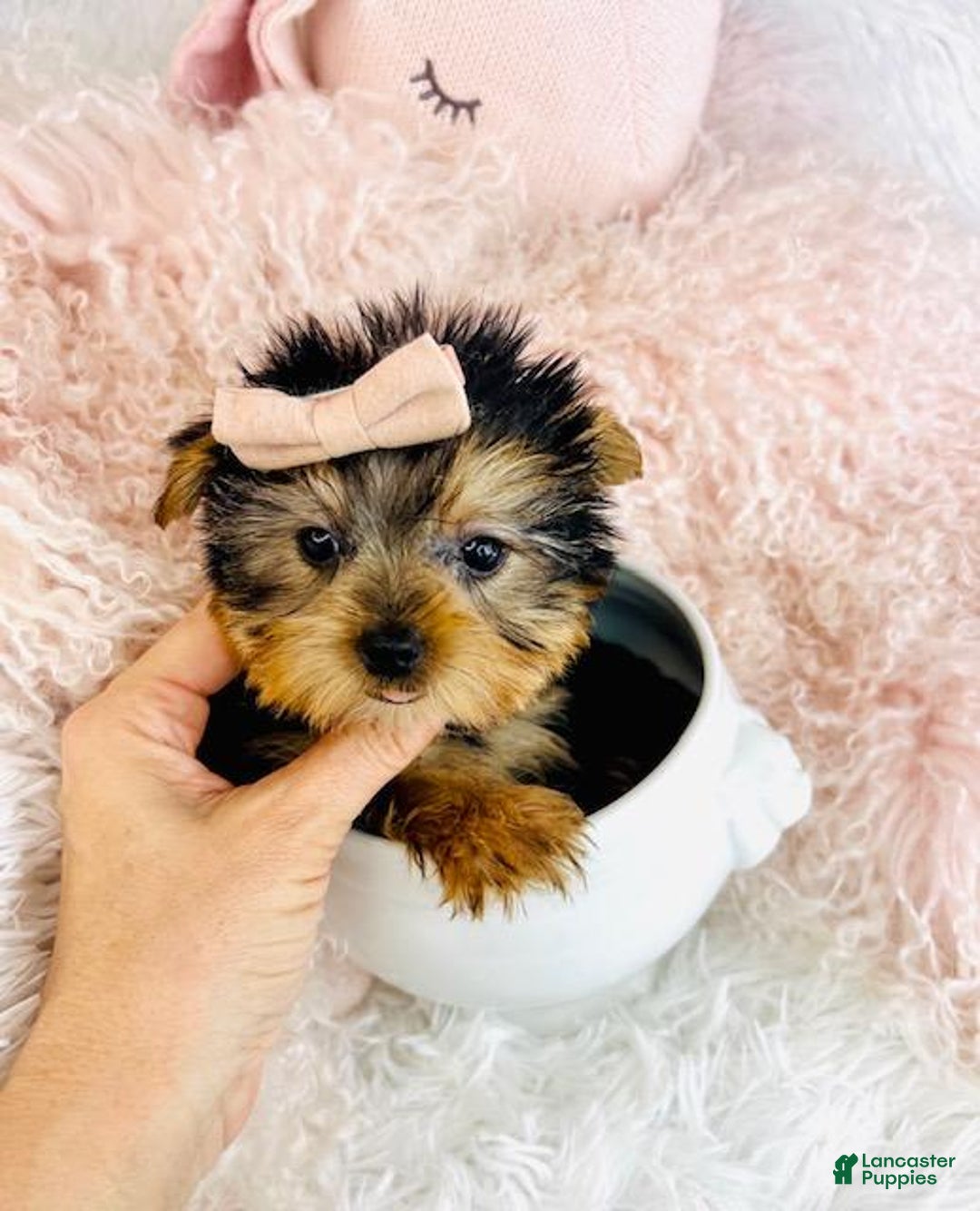 Yorkshire Terrier dogs for sale: Teacup Yorkshire Terrier Puppy 1 - Ad 4