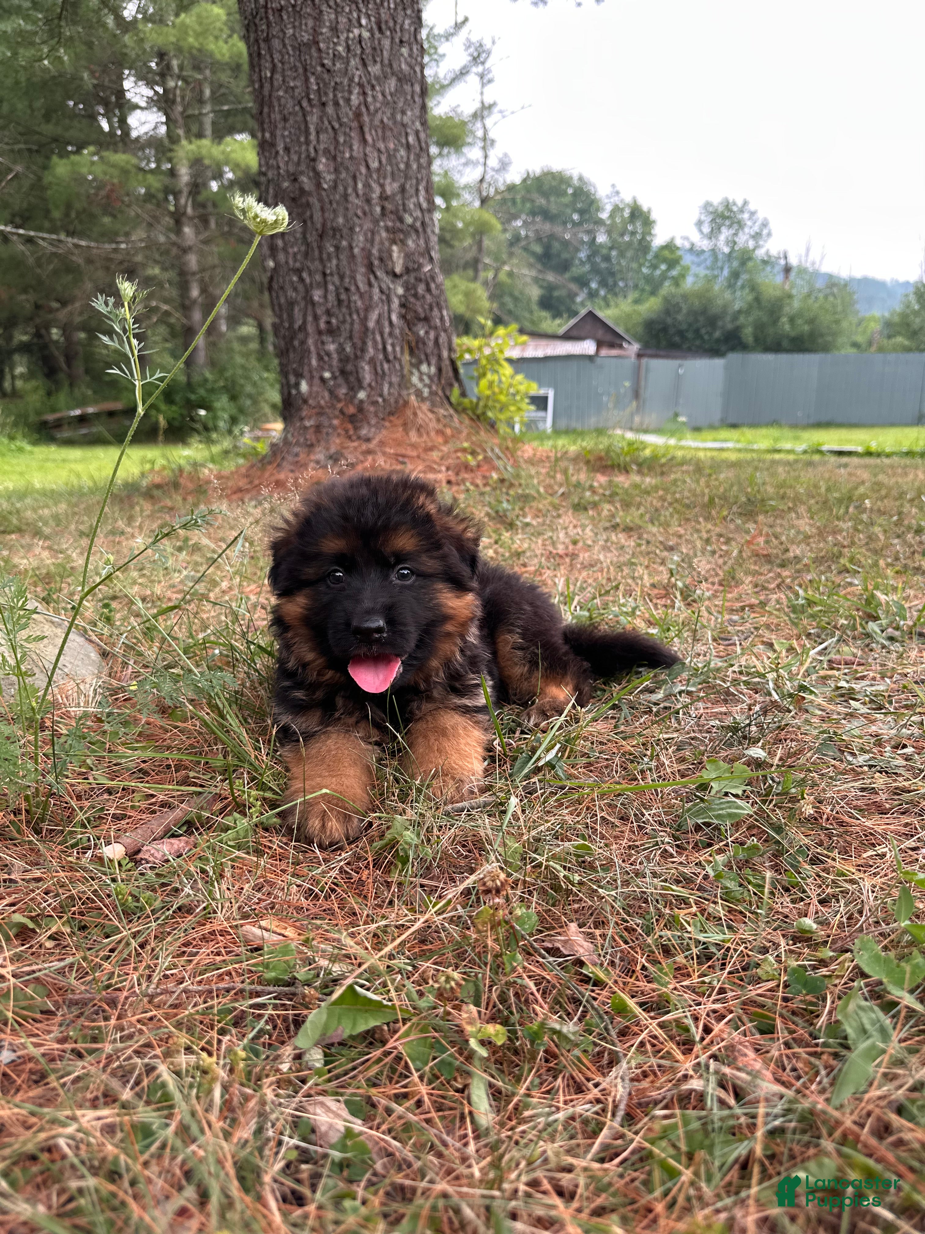 German Shepherd dogs Remy - Ad 1