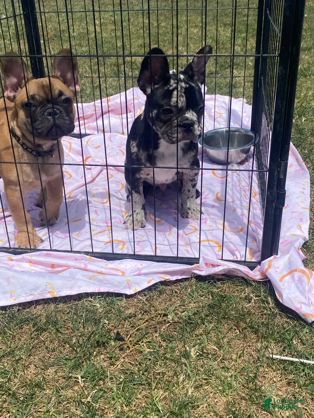 French Bulldog dogs for sale: Oreo - Ad 4