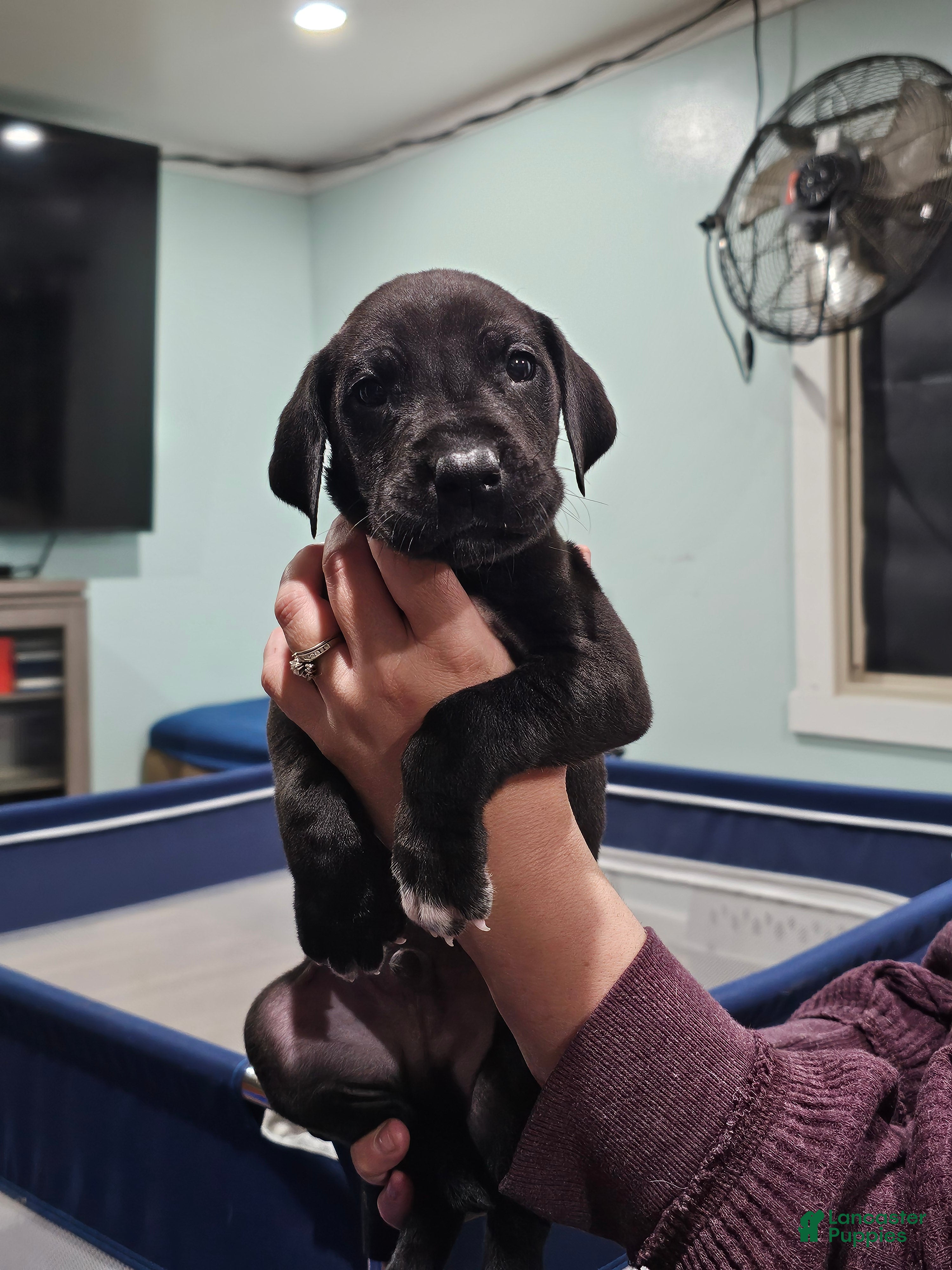 Great Dane dogs Black  - Ad 2