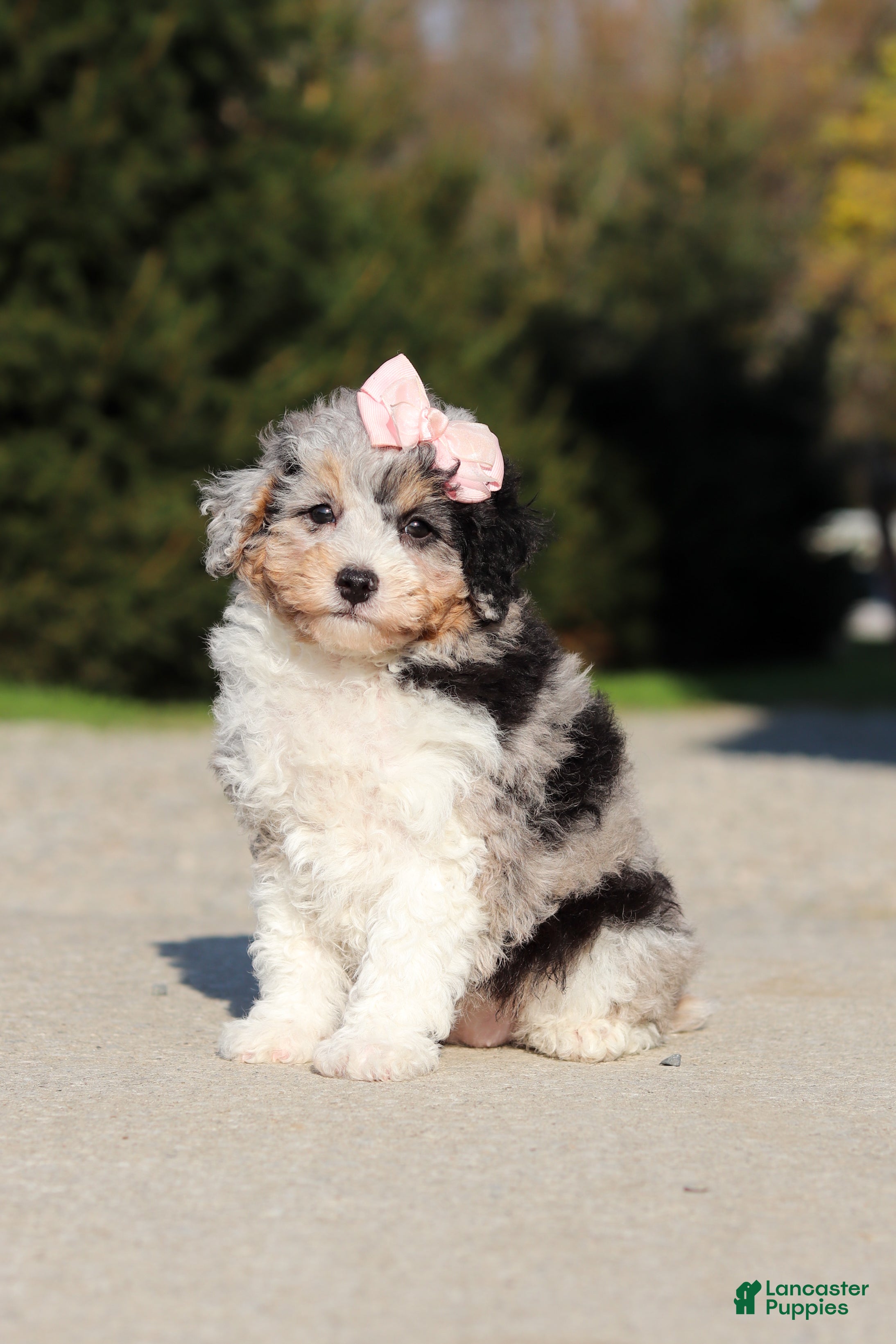 Miniature Poodle dogs for sale: Poppy - Ad 1