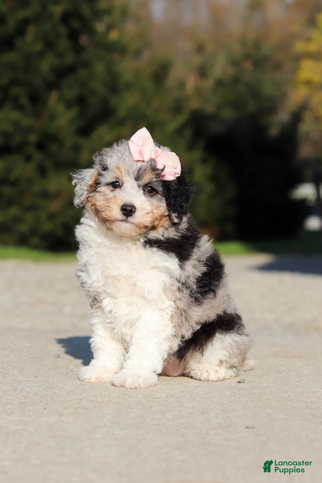Miniature Poodle dogs for sale: Poppy - Ad 1