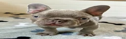 French Bulldog dogs for sale: Hershey - Ad 3