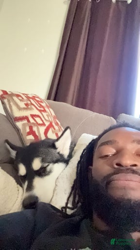 Gallery Image {{count}}