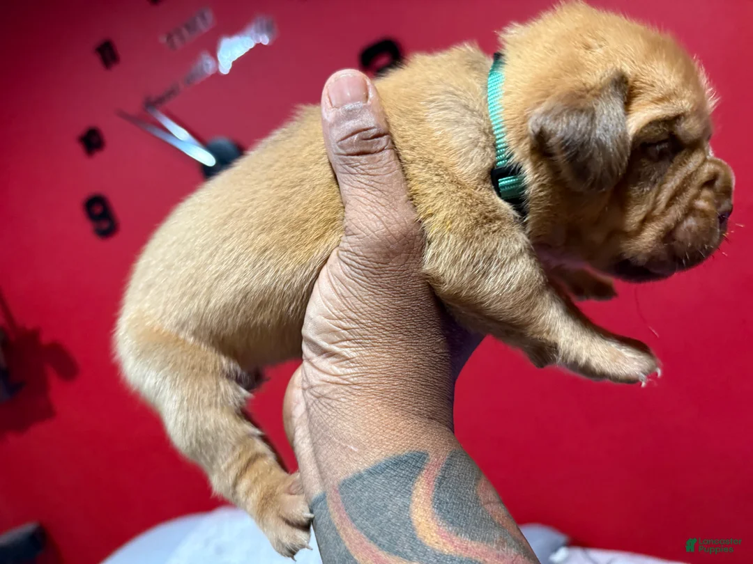 Dogue De Bordeaux dogs for sale: Dogue De Bordeaux Puppy 3 - Ad 1