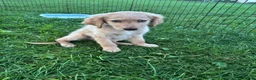 Goldendoodle dogs for sale: Murphy  - Ad 12