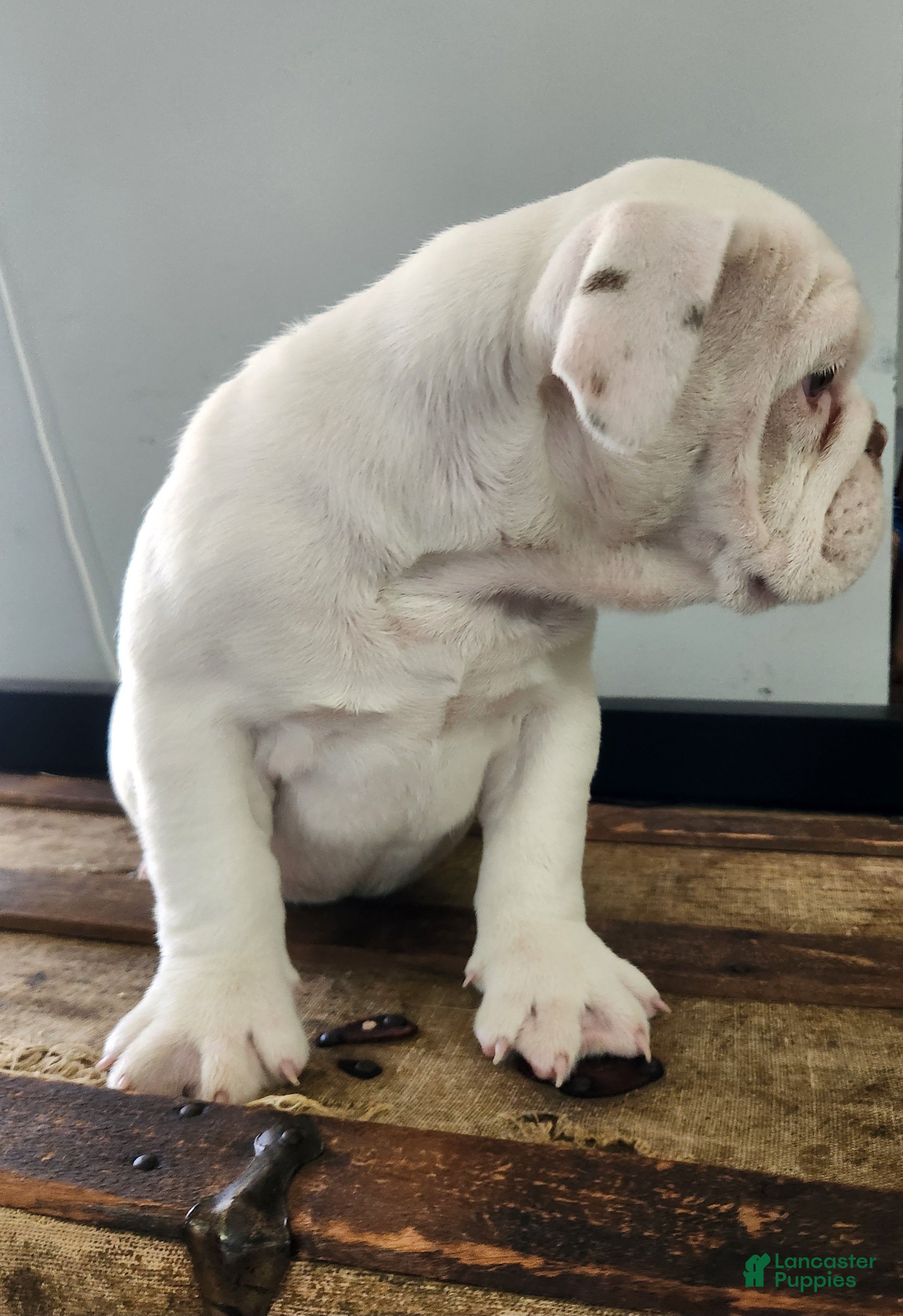 English Bulldog dogs Winter  - Ad 2