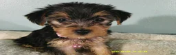 Yorkshire Terrier dogs for sale: Scarlett-PINK - Ad 3