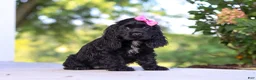 Cocker Spaniel dogs for sale: Kaylee - Ad 3