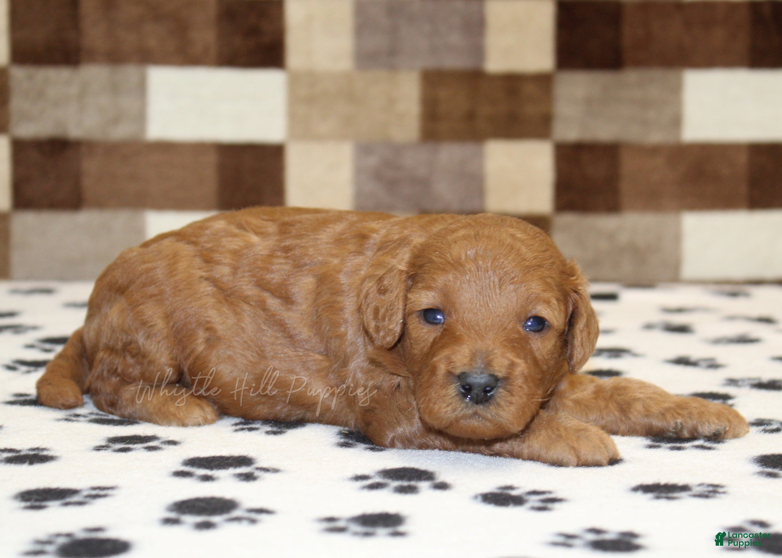 Cavapoo dogs Ollie - Ad 2