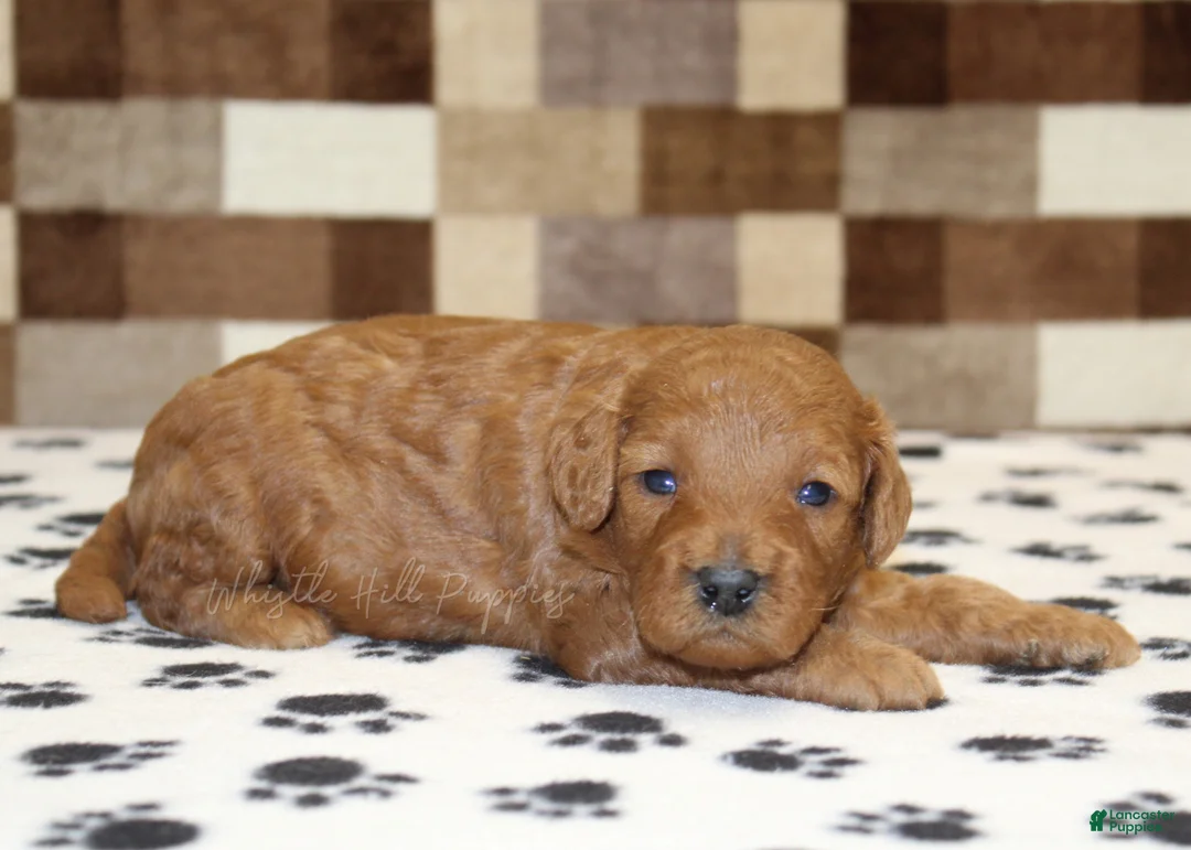 Cavapoo dogs for sale: Ollie - Ad 2