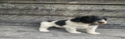 Standard Poodle dogs for sale:  Lacey - Ad 3