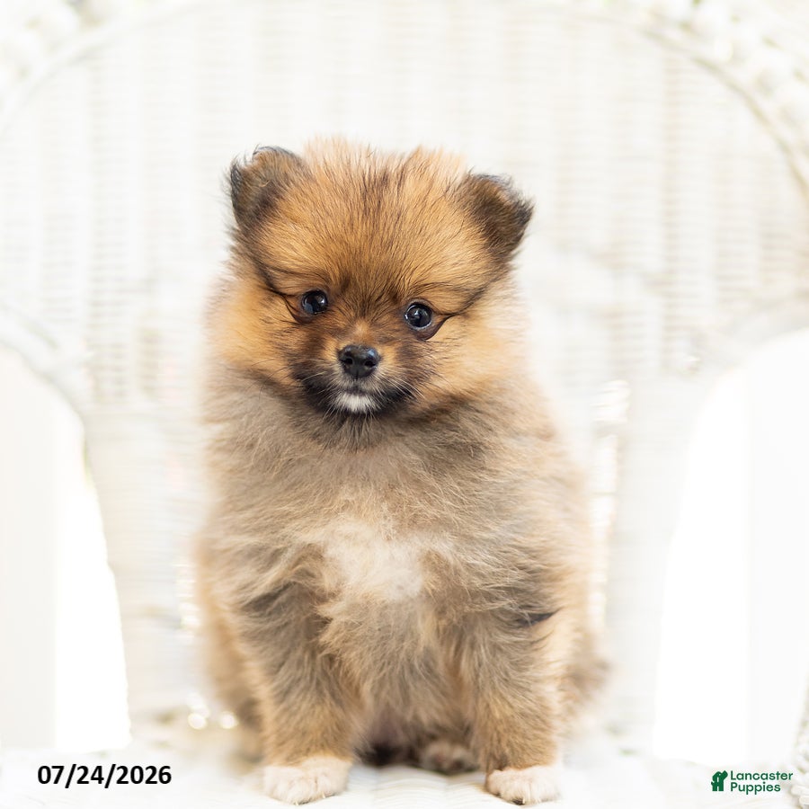 Pomeranian dogs Ashley - Ad 2