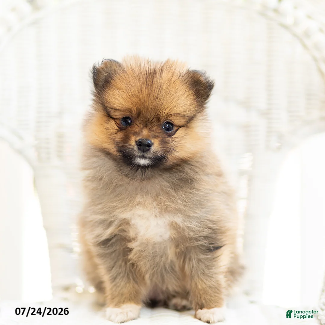 Pomeranian dogs for sale: Ashley - Ad 2