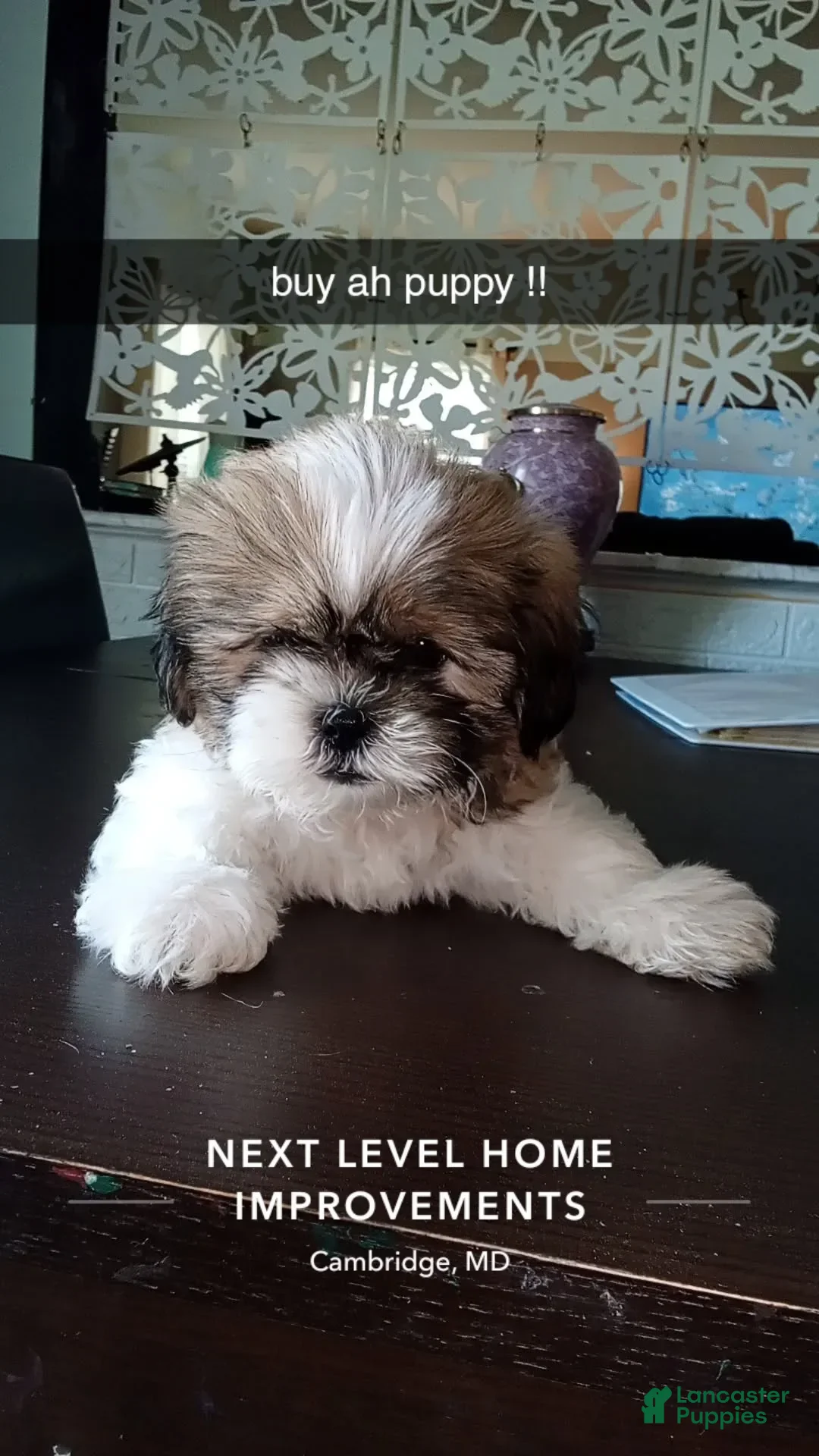 Shih Tzu dogs Unnamed - Ad 23