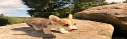 Welsh Corgi Pembroke dogs for sale: Tucker - Ad 8