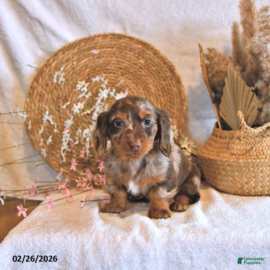 Miniature Dachshund dogs Brett - Ad 1
