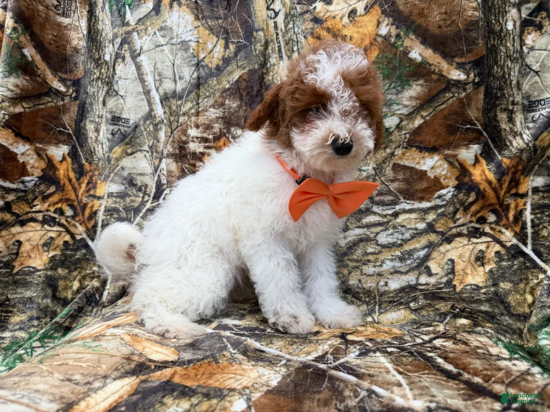 Miniature Poodle dogs for sale: Chip - Ad 7