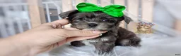 Morkie dogs for sale: Rare Merle Heihei - Ad 2
