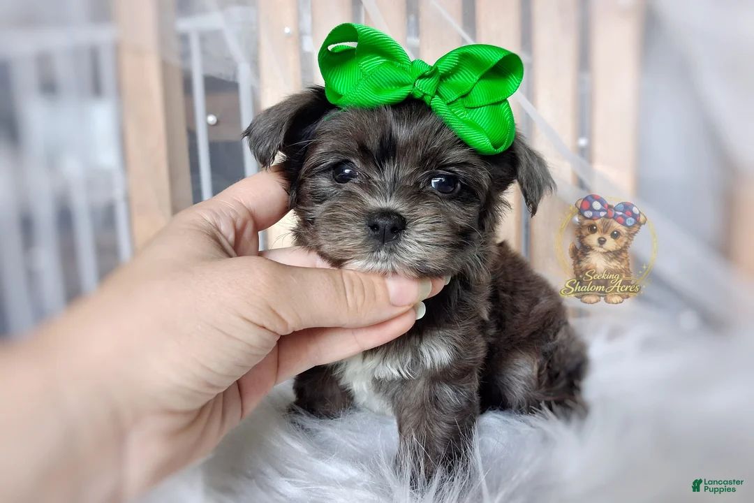 Morkie dogs for sale: Rare Merle Heihei - Ad 2
