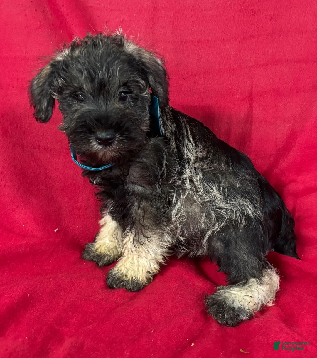 Miniature Schnauzer dogs for sale: Miniature Schnauzer 2 - Ad 1