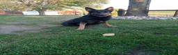 German Shepherd dogs for sale: Bandit  - Ad 5