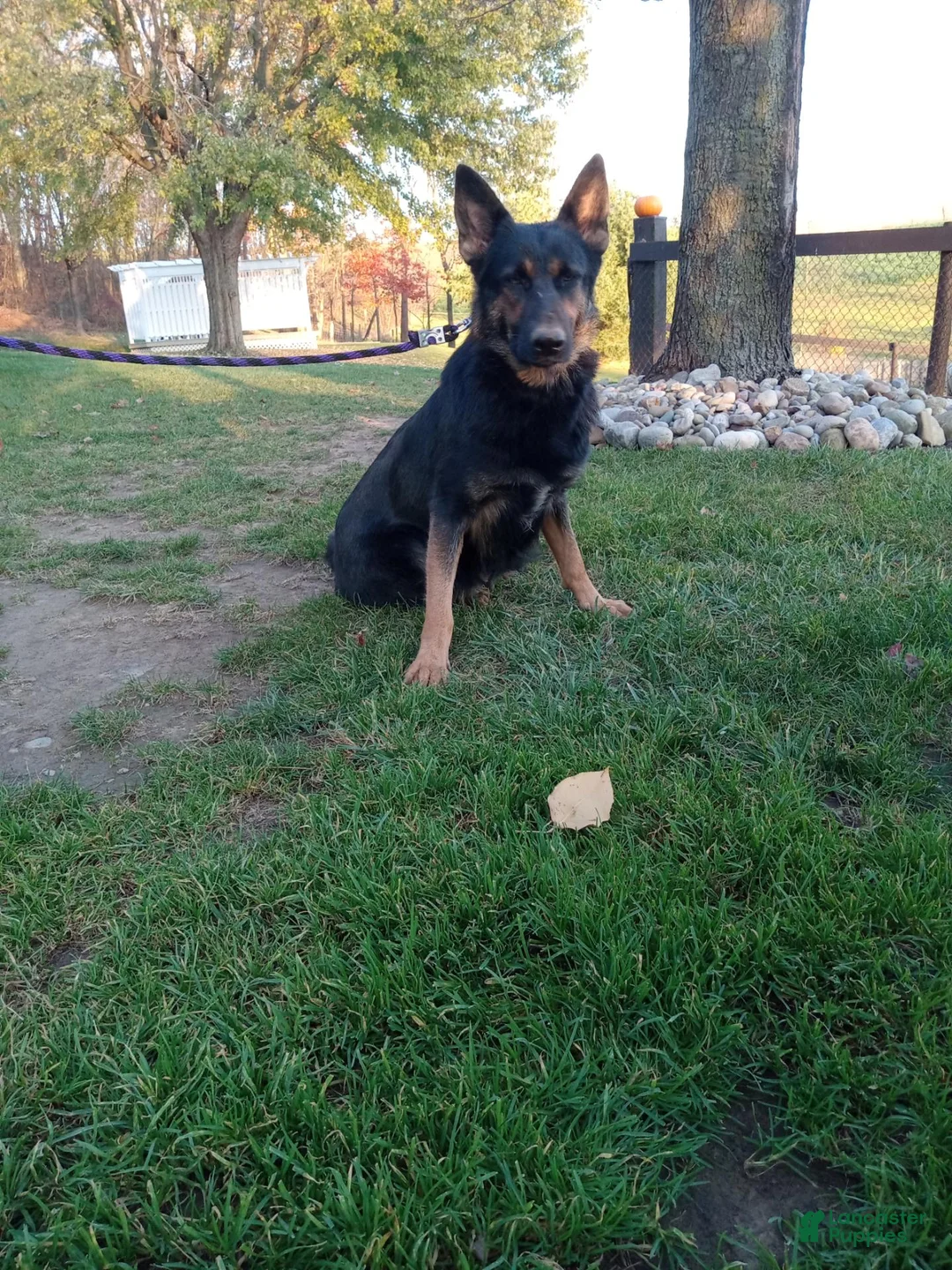 German Shepherd dogs for sale: Bandit  - Ad 5