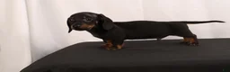 Dachshund dogs for sale: Lenard - Ad 5