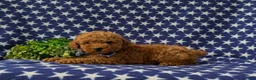 Miniature Poodle dogs for sale: Richmond AKC Registered - Ad 4