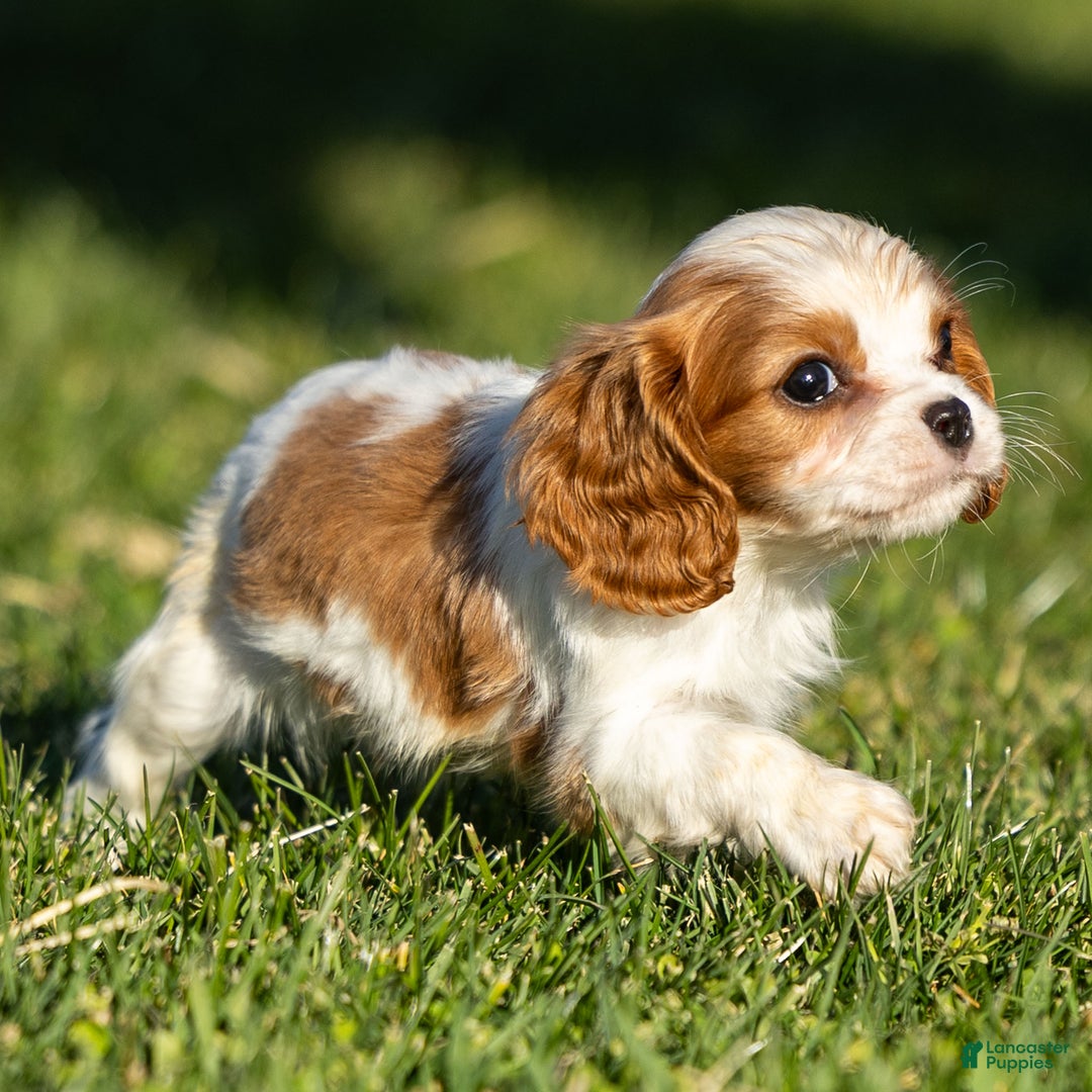 Cavalier King Charles Spaniel dogs for sale: Alfie - Ad 3