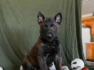Belgian Malinois dogs Oscar - Ad 20