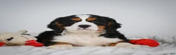 Miniature Bernese Mountain Dog dogs for sale: Max - Ad 3