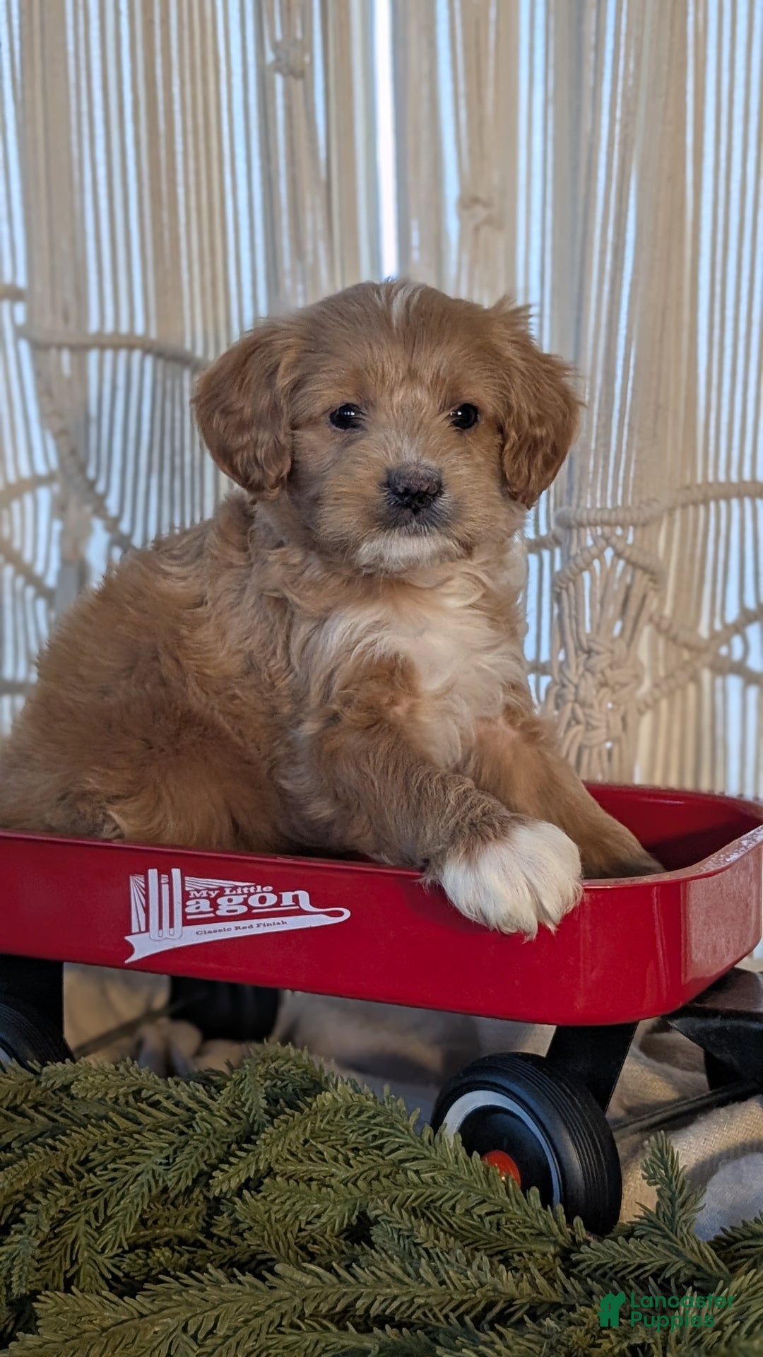 Cavapoo dogs for sale: Axel  - Ad 4