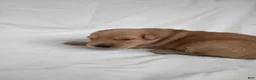 Golden Retriever dogs for sale: Golden Retriever 4 - Ad 3