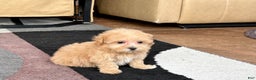 Maltipoo dogs for sale: Maltipoo Male Puppy 3 - Ad 4