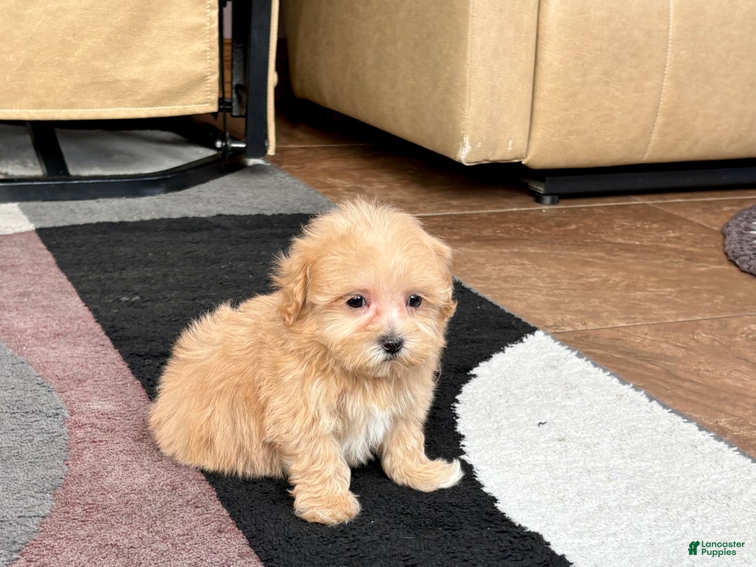 Maltipoo dogs for sale: Maltipoo Male Puppy 3 - Ad 4
