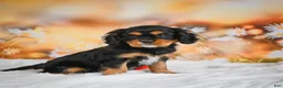 Cavalier King Charles Spaniel dogs for sale: Reba - Ad 5