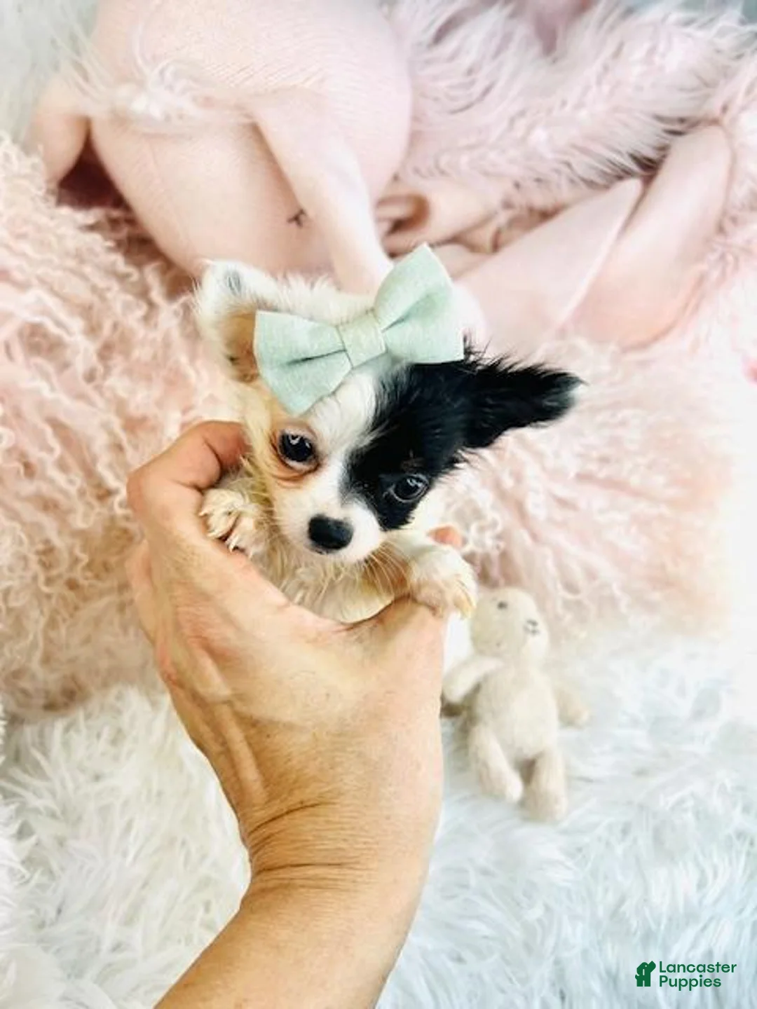 Chihuahua dogs for sale: Chihuahua Puppy 2 - Ad 2